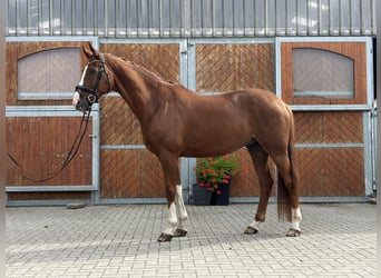 Koń hanowerski, Wałach, 11 lat, 172 cm, Kasztanowata