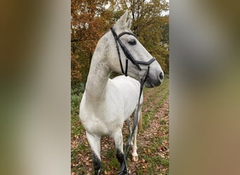 Koń hanowerski, Wałach, 11 lat, 172 cm, Siwa jabłkowita