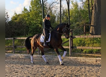 Koń hanowerski, Wałach, 11 lat, 174 cm, Ciemnogniada