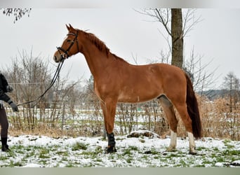 Koń hanowerski, Wałach, 11 lat, 175 cm, Kasztanowata