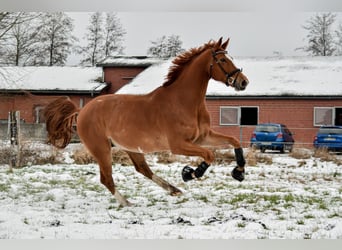 Koń hanowerski, Wałach, 11 lat, 175 cm, Kasztanowata