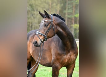 Koń hanowerski, Wałach, 11 lat, 179 cm, Gniada