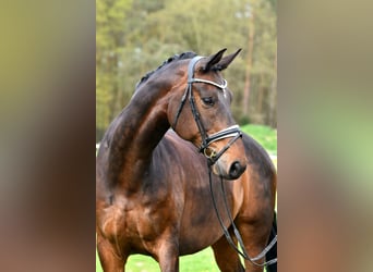Koń hanowerski, Wałach, 11 lat, 179 cm, Gniada
