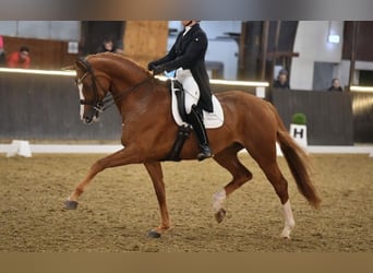 Koń hanowerski, Wałach, 11 lat, 180 cm, Kasztanowata