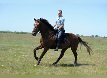 Koń hanowerski, Wałach, 11 lat, 181 cm, Ciemnokasztanowata