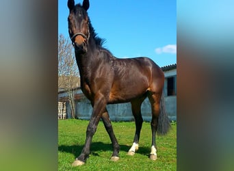 Koń hanowerski, Wałach, 12 lat, 162 cm, Ciemnogniada