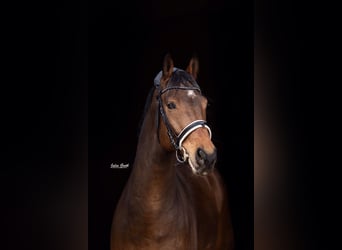 Koń hanowerski, Wałach, 12 lat, 168 cm, Ciemnogniada