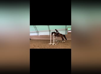 Koń hanowerski, Wałach, 12 lat, 168 cm, Ciemnogniada