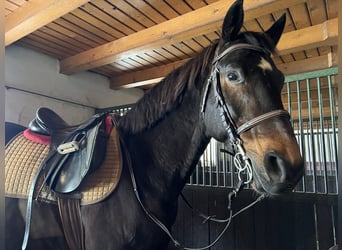 Koń hanowerski, Wałach, 12 lat, 170 cm, Ciemnogniada
