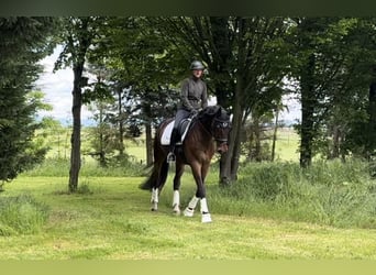 Koń hanowerski, Wałach, 12 lat, 170 cm, Gniada