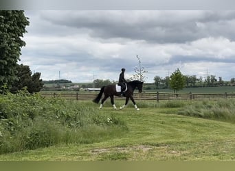 Koń hanowerski, Wałach, 12 lat, 170 cm, Gniada
