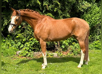Koń hanowerski, Wałach, 12 lat, 170 cm, Kasztanowata