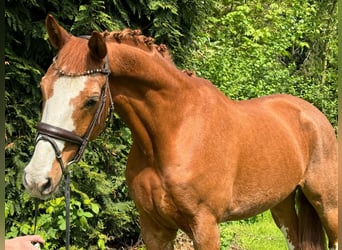 Koń hanowerski, Wałach, 12 lat, 170 cm, Kasztanowata