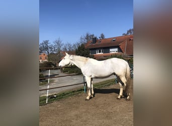 Koń hanowerski, Wałach, 12 lat, 171 cm, Siwa