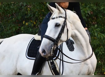 Koń hanowerski, Wałach, 12 lat, 173 cm, Siwa