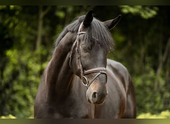 Koń hanowerski, Wałach, 12 lat, 176 cm, Kara