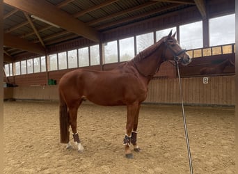 Koń hanowerski, Wałach, 12 lat, 181 cm, Kasztanowata