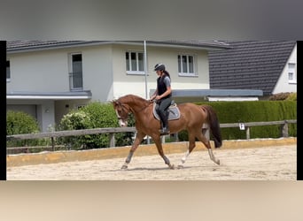 Koń hanowerski, Wałach, 13 lat, 166 cm, Kasztanowata