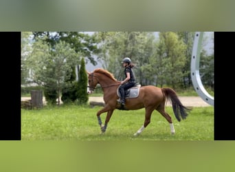 Koń hanowerski, Wałach, 13 lat, 166 cm, Kasztanowata