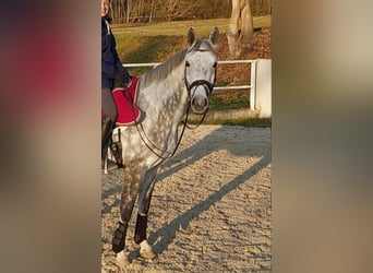 Koń hanowerski, Wałach, 13 lat, 169 cm, Siwa jabłkowita