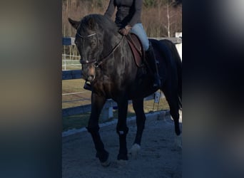 Koń hanowerski, Wałach, 13 lat, 170 cm, Kara