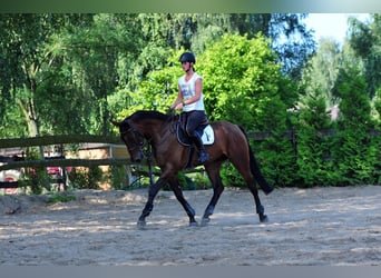 Koń hanowerski, Wałach, 13 lat, 172 cm, Gniada