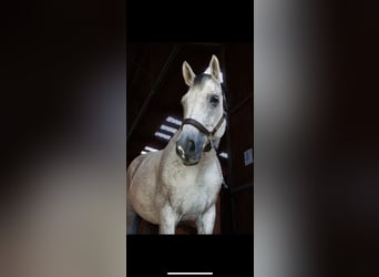 Koń hanowerski, Wałach, 13 lat, 173 cm, Siwa w hreczce