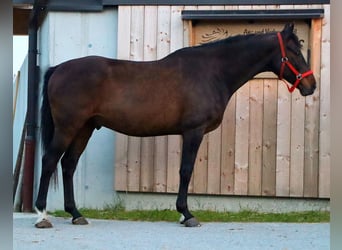 Koń hanowerski, Wałach, 14 lat, 170 cm, Gniada