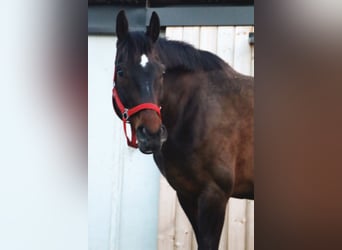 Koń hanowerski, Wałach, 14 lat, 170 cm, Gniada