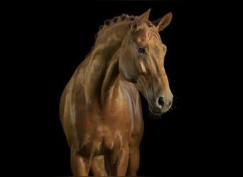 Koń hanowerski, Wałach, 15 lat, 172 cm, Kasztanowata