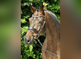 Koń hanowerski, Wałach, 15 lat, Ciemnogniada