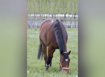 Koń hanowerski, Wałach, 16 lat, 169 cm, Gniada