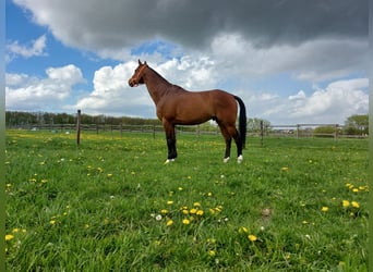 Koń hanowerski, Wałach, 16 lat, 169 cm, Gniada