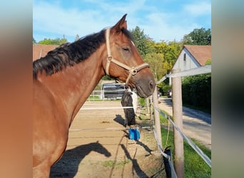 Koń hanowerski, Wałach, 17 lat, 170 cm, Gniada