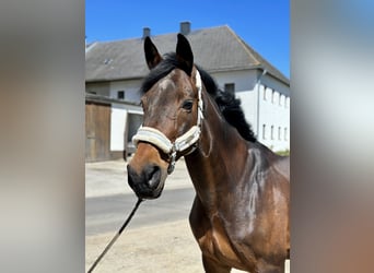 Koń hanowerski, Wałach, 17 lat, 170 cm, Gniada