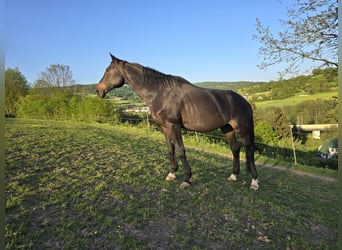 Koń hanowerski, Wałach, 17 lat, 172 cm, Ciemnogniada