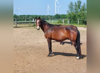 Koń hanowerski, Wałach, 18 lat, 162 cm, Ciemnogniada