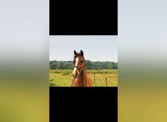 Koń hanowerski, Wałach, 18 lat, 170 cm, Ciemnokasztanowata