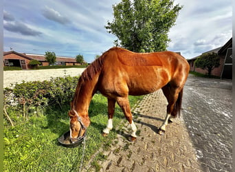 Koń hanowerski, Wałach, 18 lat, 175 cm, Ciemnokasztanowata