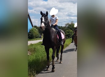 Koń hanowerski, Wałach, 22 lat, 168 cm, Kara