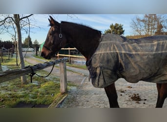 Koń hanowerski, Wałach, 23 lat, 172 cm, Gniada