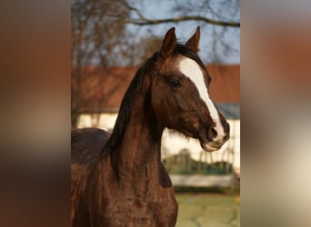 Koń hanowerski, Wałach, 2 lat, 170 cm, Może być siwy