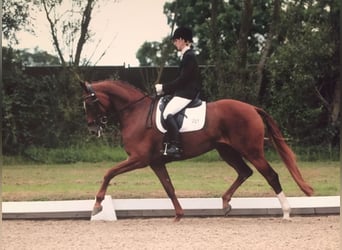 Koń hanowerski, Wałach, 2 lat, 173 cm, Ciemnogniada