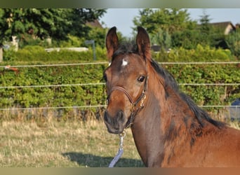 Koń hanowerski, Wałach, 2 lat, Ciemnogniada