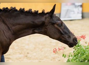 Koń hanowerski, Wałach, 2 lat, Ciemnogniada