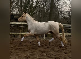 Koń hanowerski Mix, Wałach, 3 lat, 156 cm, Izabelowata