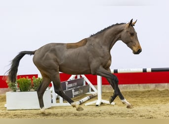 Koń hanowerski, Wałach, 3 lat, 160 cm, Gniada