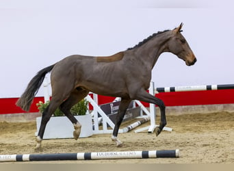 Koń hanowerski, Wałach, 3 lat, 160 cm, Gniada