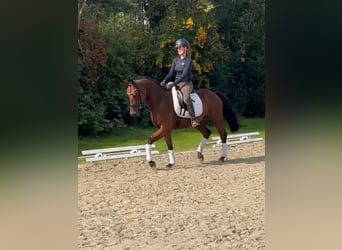 Koń hanowerski, Wałach, 3 lat, 160 cm, Gniada