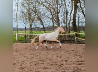 Koń hanowerski Mix, Wałach, 3 lat, 160 cm, Izabelowata
